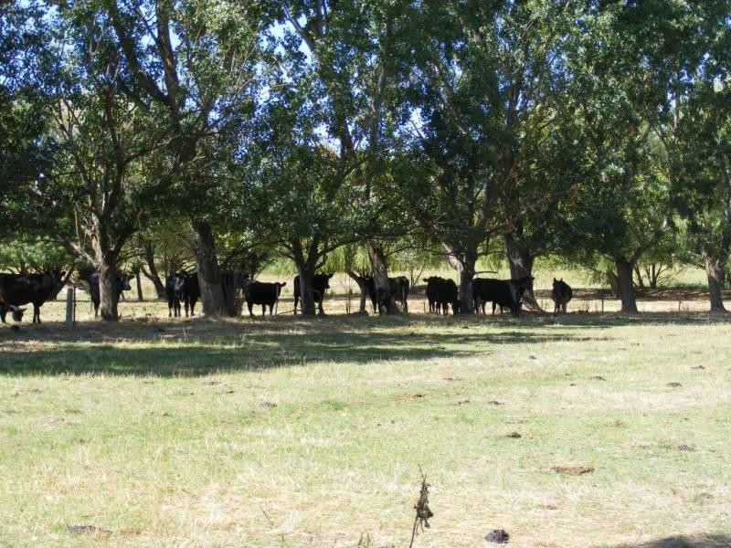 591 Henderson Road, Tongala VIC 3621