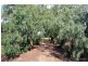 7 Great Western Plains Road, Stirling North SA 5710