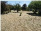 126 Saxton Street, Numurkah VIC 3636
