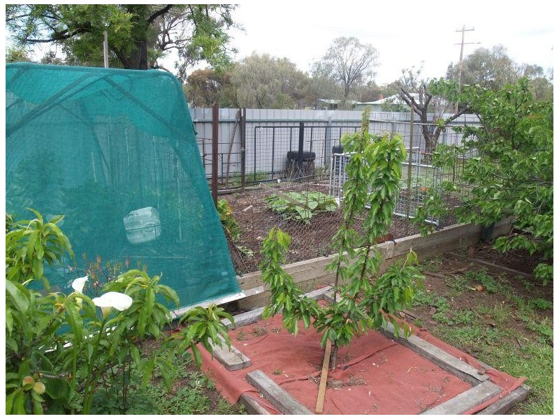 42 Carlisle Street, Wunghnu VIC 3635