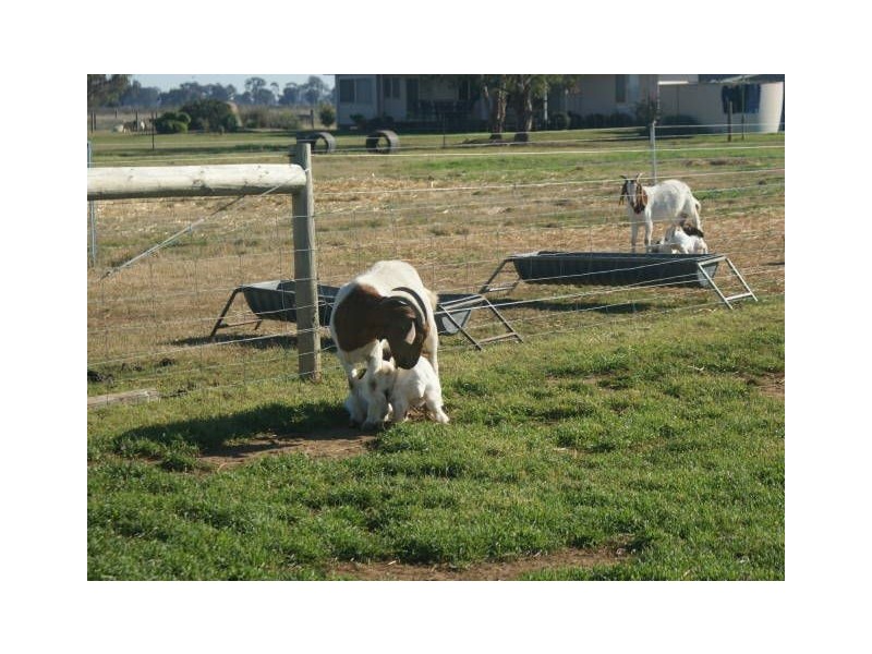 2123 Boothroyds Road, Numurkah VIC 3636