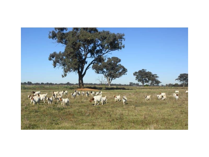 2123 Boothroyds Road, Numurkah VIC 3636