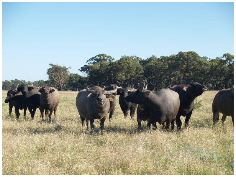 472 Gordons Road, Numurkah VIC 3636