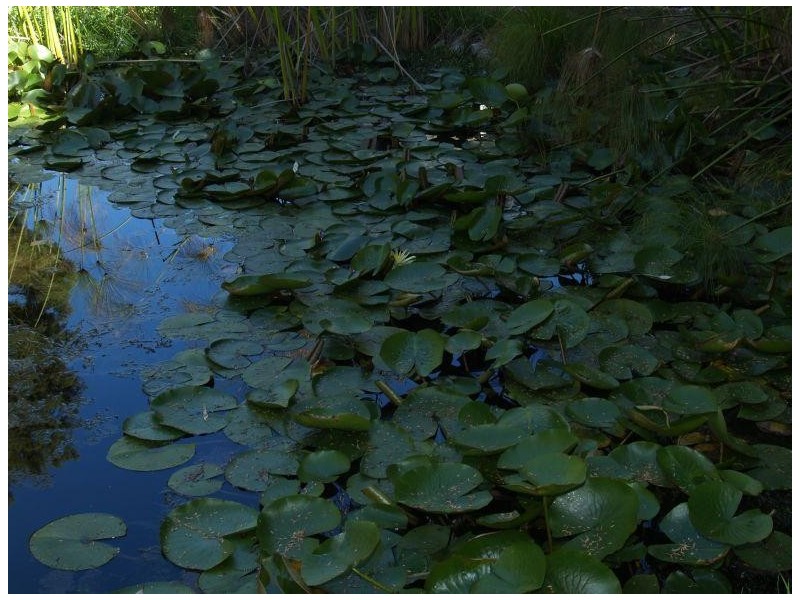 478 Williams Road, Strathmerton VIC 3641