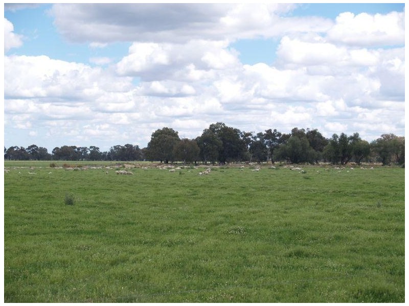 59 Saxton Street West, Numurkah VIC 3636