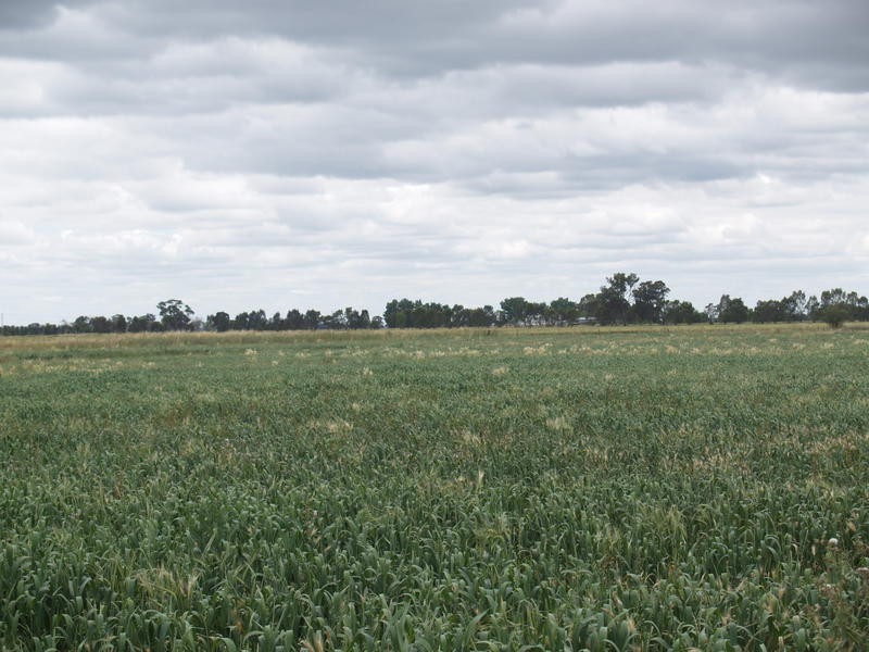 1557 Singapore Road, Naring VIC 3636