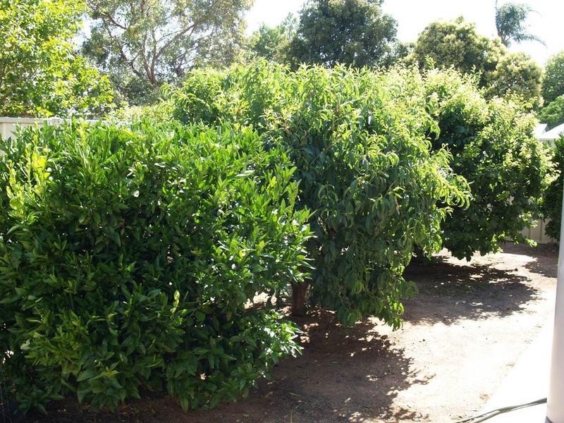 1 86 Quinn Street, Numurkah VIC 3636