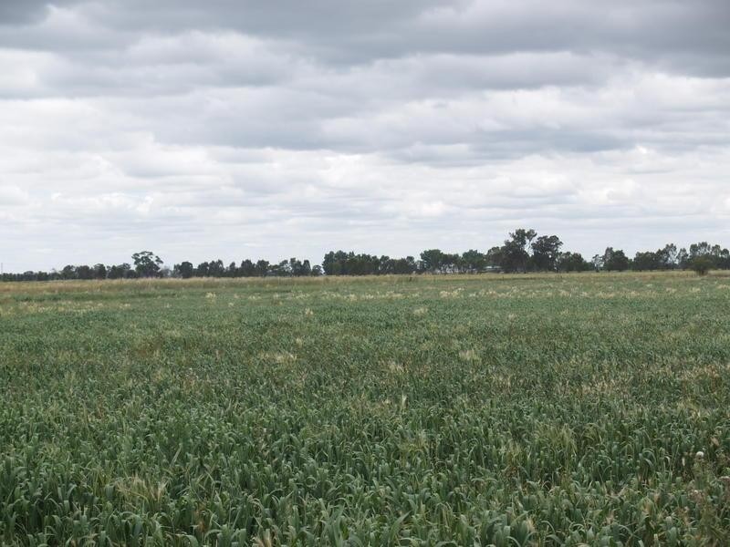 1557 Singapore Road, Naring VIC 3636