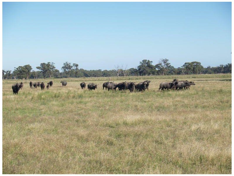 472 Gordons Road, Numurkah VIC 3636