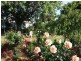 76 Robertson Street, Nathalia VIC 3638