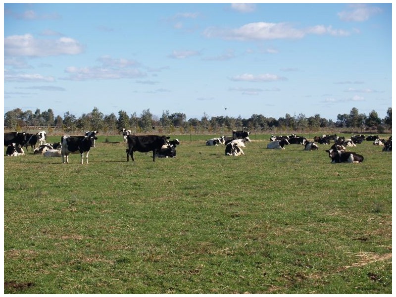 355 Waaia – Bearii Road, Waaia VIC 3637