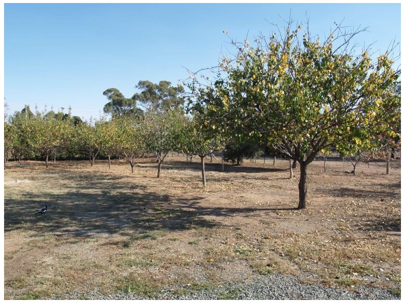 31 Ferris Street, Bearii VIC 3641