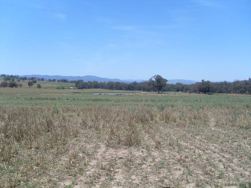 1286 Bennets Lane, Manilla NSW 2346