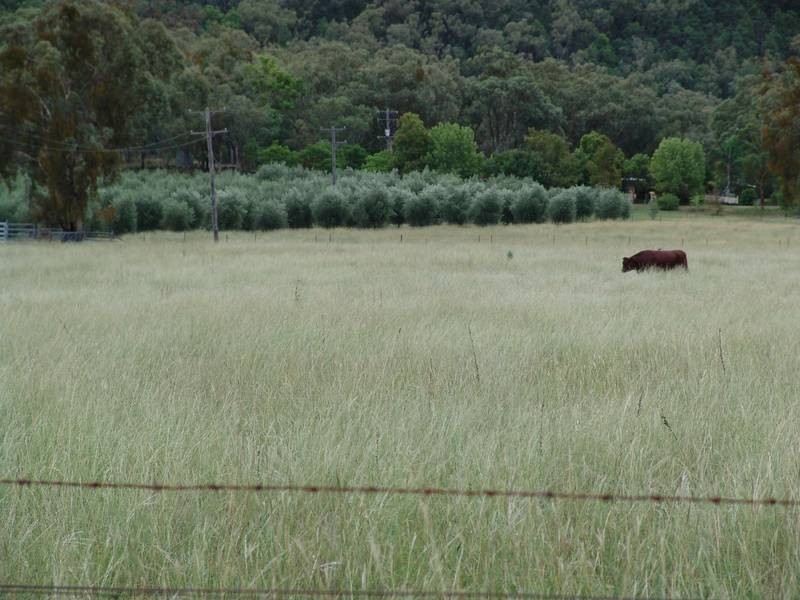 1971 Upper Moore Creek Rd, Tamworth NSW 2340