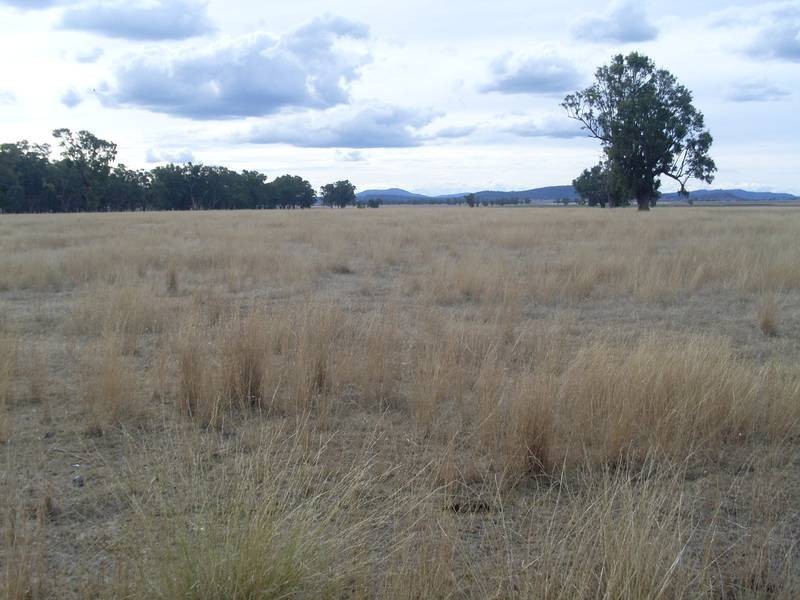 Werris Creek NSW 2341