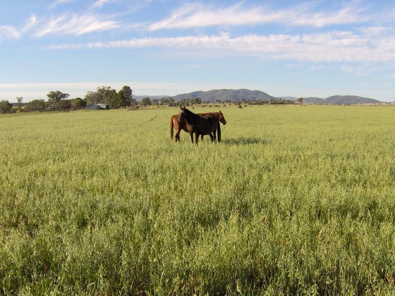 133 Onslow- Thompson Rd, Tamworth NSW 2340