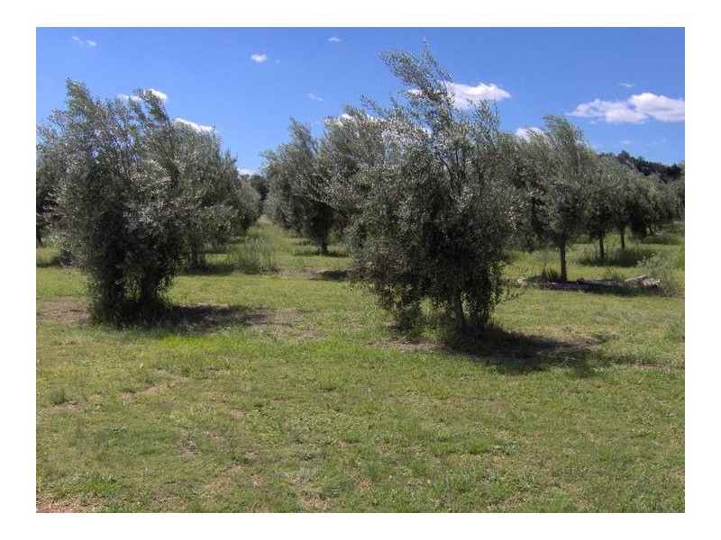 62 Tanglewood Road, Tamworth NSW 2340