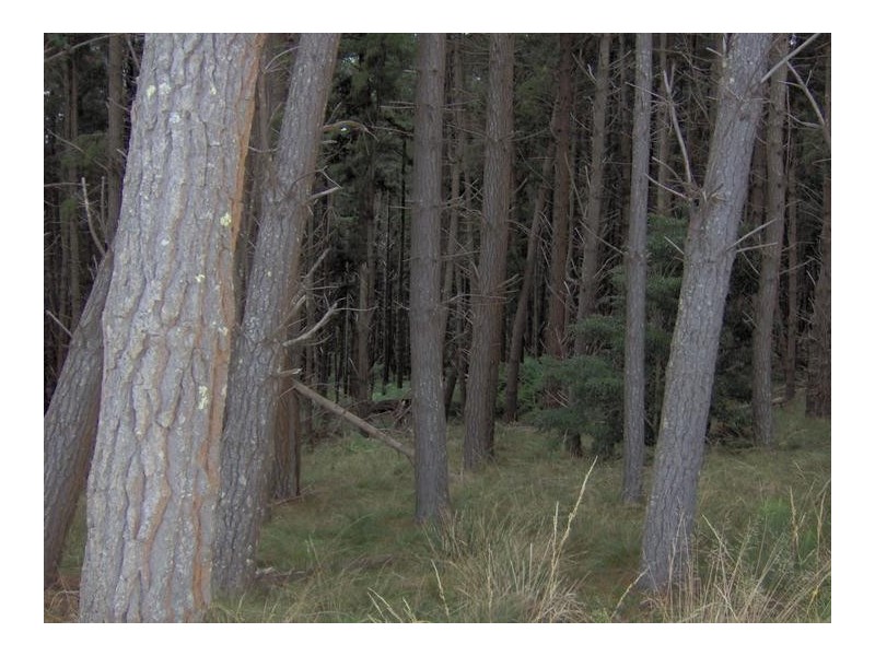 Walcha Road, Tamworth NSW 2340