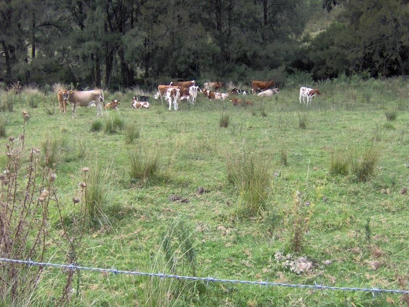 962 Dungowan Dam Road, Tamworth NSW 2340