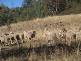 Halls Creek ROAD, Manilla NSW 2346
