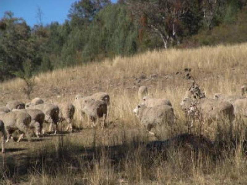 Halls Creek ROAD, Manilla NSW 2346