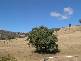 Halls Creek ROAD, Manilla NSW 2346
