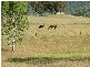 Tintinhull NSW 2352