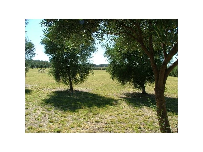 Tintinhull NSW 2352