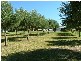 Tintinhull NSW 2352