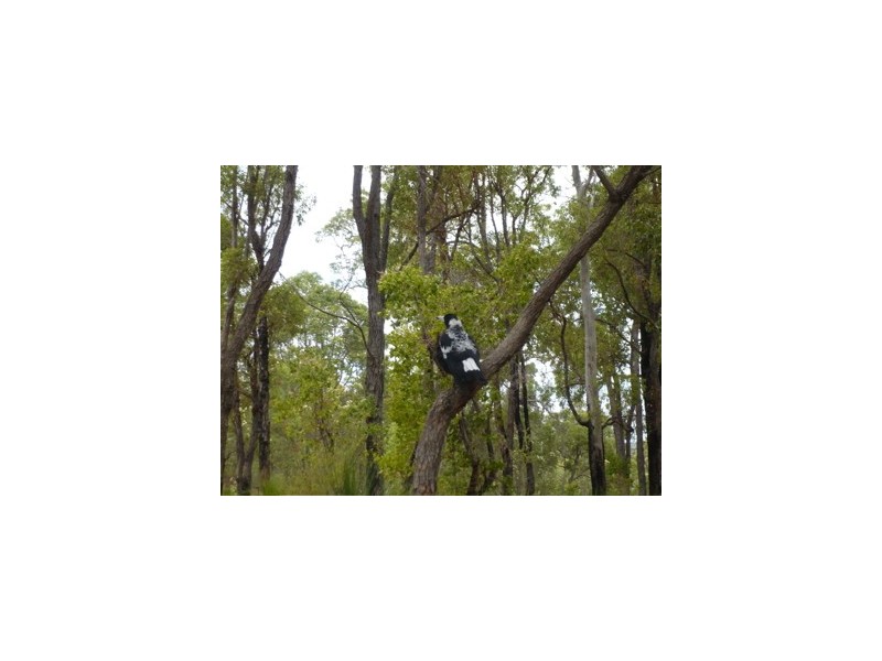 24 Lyons Road, Waroona WA 6215