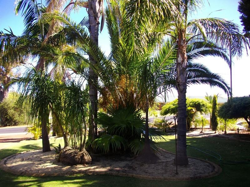 17 McDowell Street, Waroona WA 6215