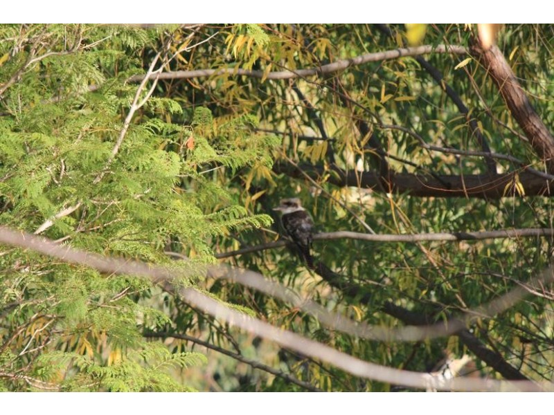 59 Patterson Road, Waroona WA 6215