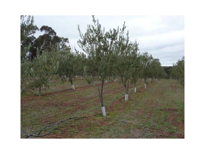 137 Castlerock Way, Boddington WA 6390