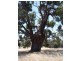 Lot 61 Crossman Road, Boddington WA 6390