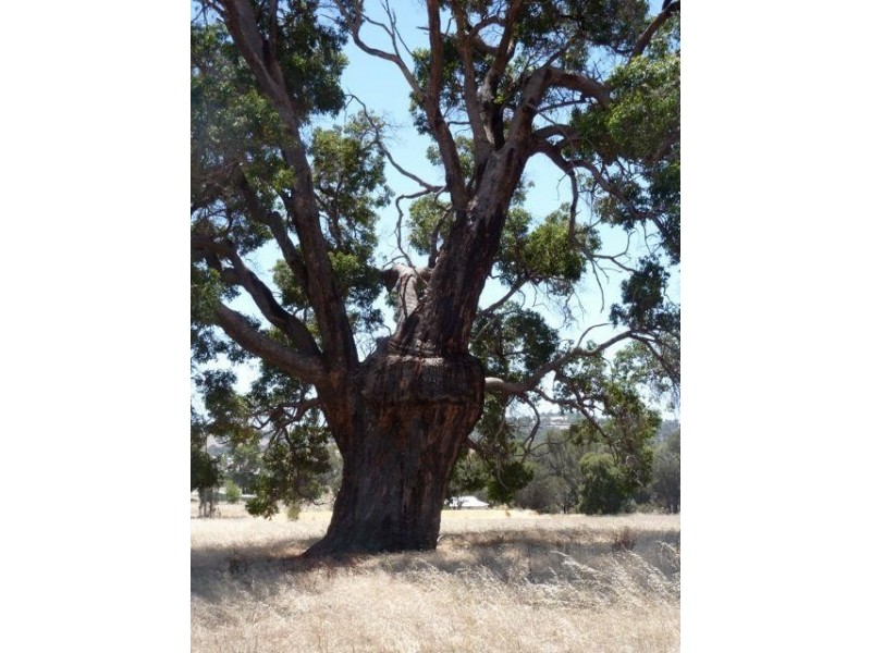 Lot 61 Crossman Road, Boddington WA 6390