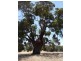 Lot 61 Crossman Road, Boddington WA 6390