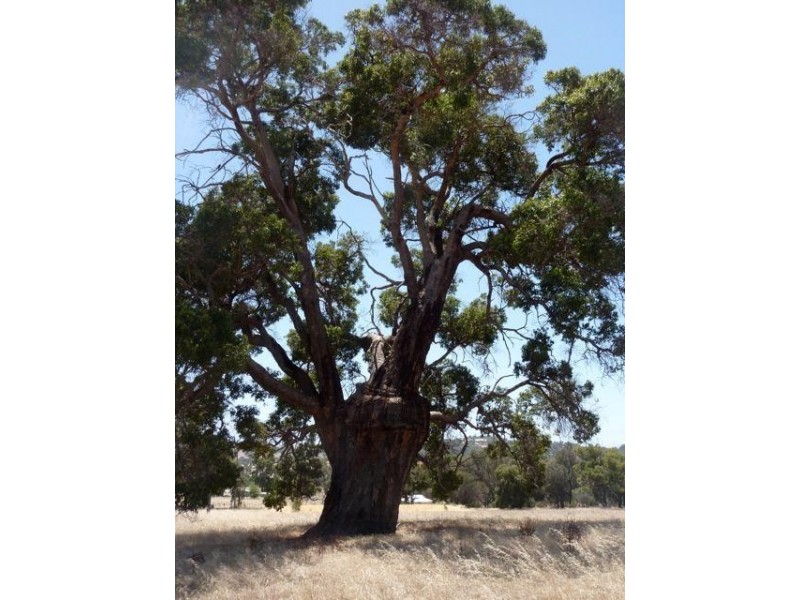 Lot 61 Crossman Road, Boddington WA 6390