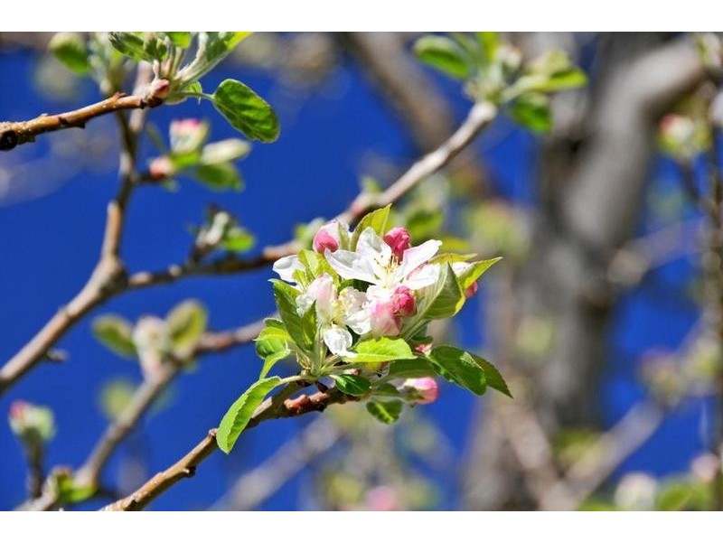 281 Newton Street, Dwellingup WA 6213