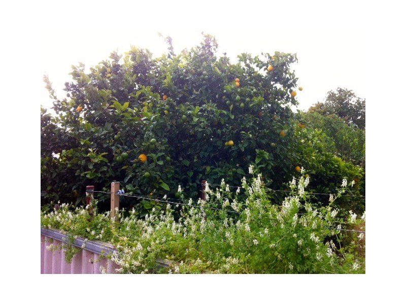 22 Green Street, Waroona WA 6215