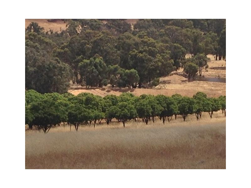 407 Morts Road, Boddington WA 6390