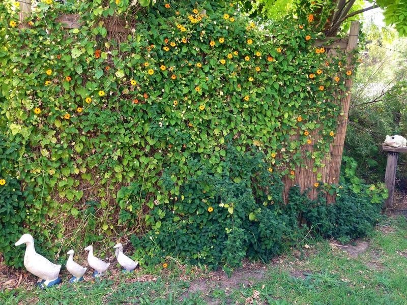 104 Fouracre Street, Waroona WA 6215