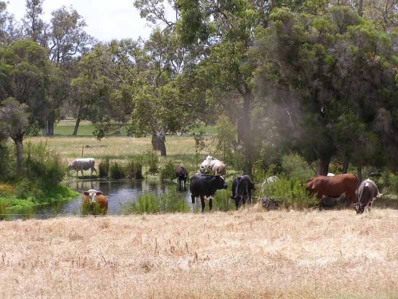 156 DALEY ROAD, West Pinjarra WA 6208