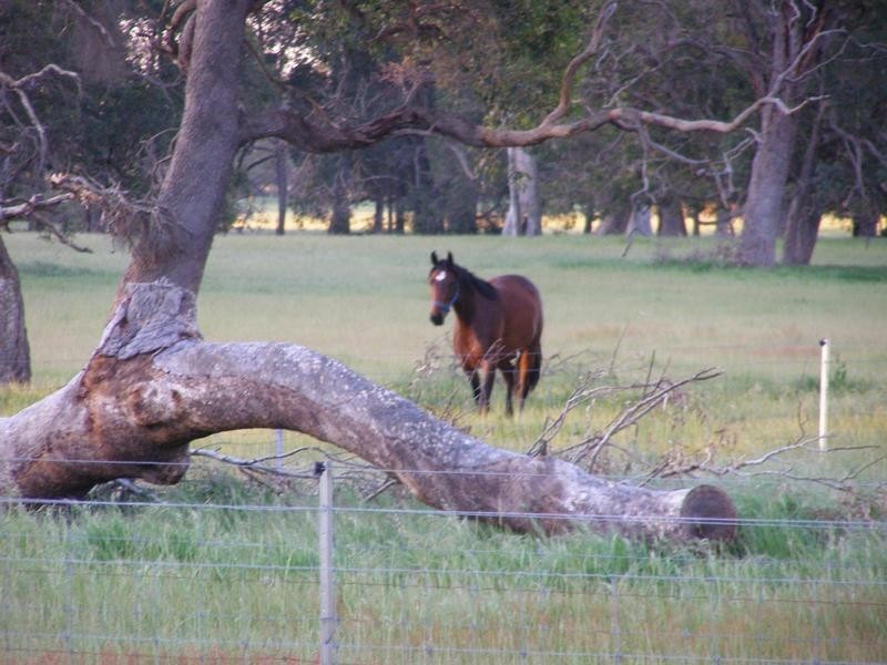 156 DALEY ROAD, West Pinjarra WA 6208
