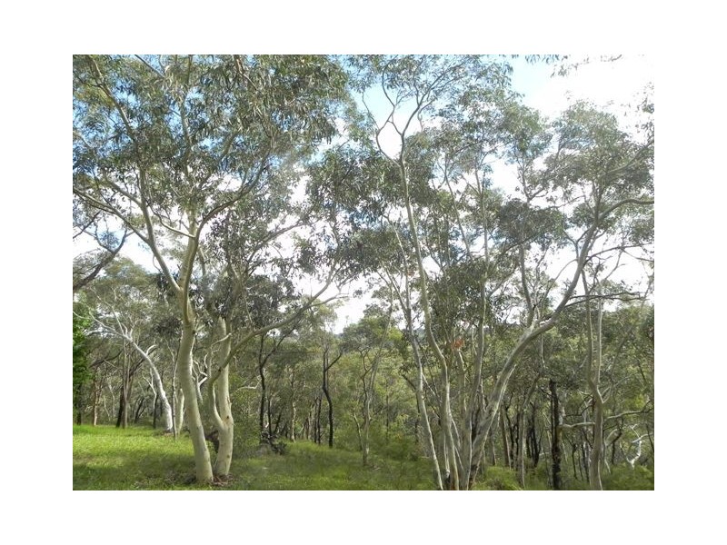 Hazelbrook NSW 2779