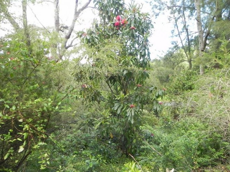 Wentworth Falls NSW 2782