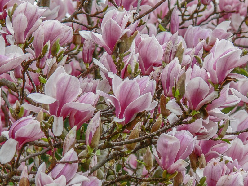 6 Queens Oak Street, Lawson NSW 2783