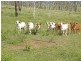 Thangool QLD 4716