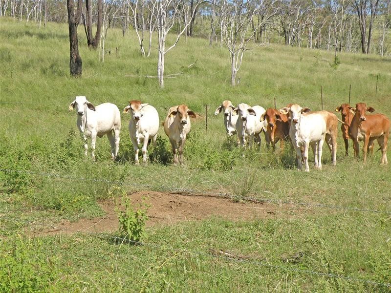 Thangool QLD 4716