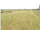 Thangool QLD 4716