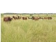 Thangool QLD 4716